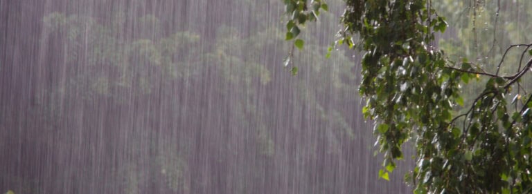 Heavy rain falling on green tree leaves, showcasing weather insurance coverage.