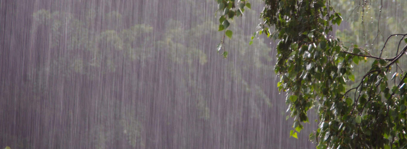 Heavy rain falling on green tree leaves, showcasing weather insurance coverage.